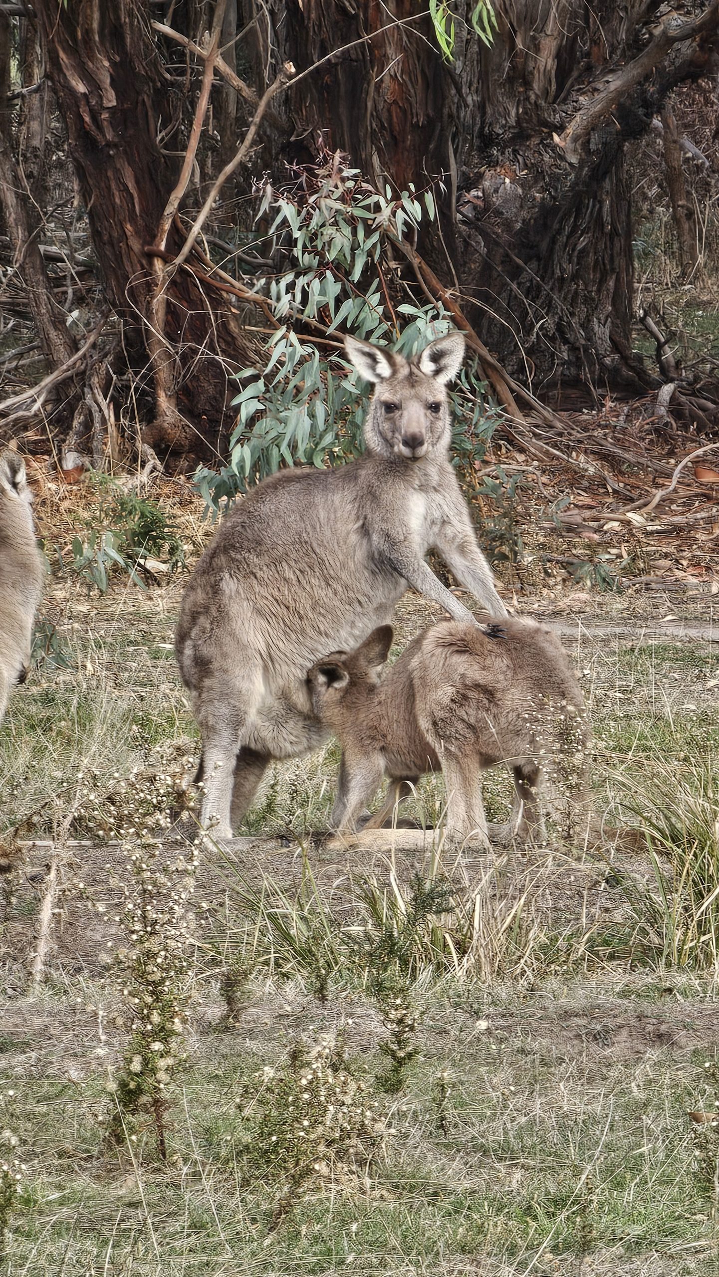 roo mum