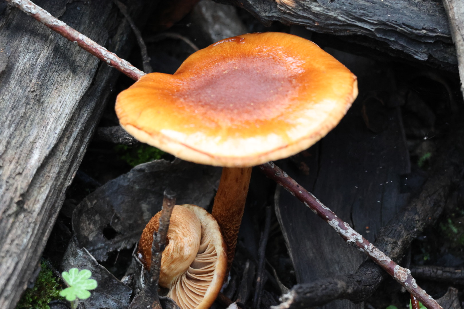 Exploring Fungi Species at Kara Kara National