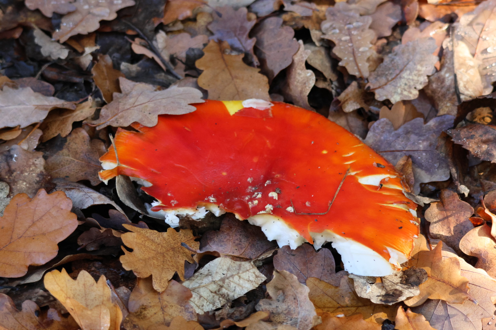 Mount Alexander  fungi