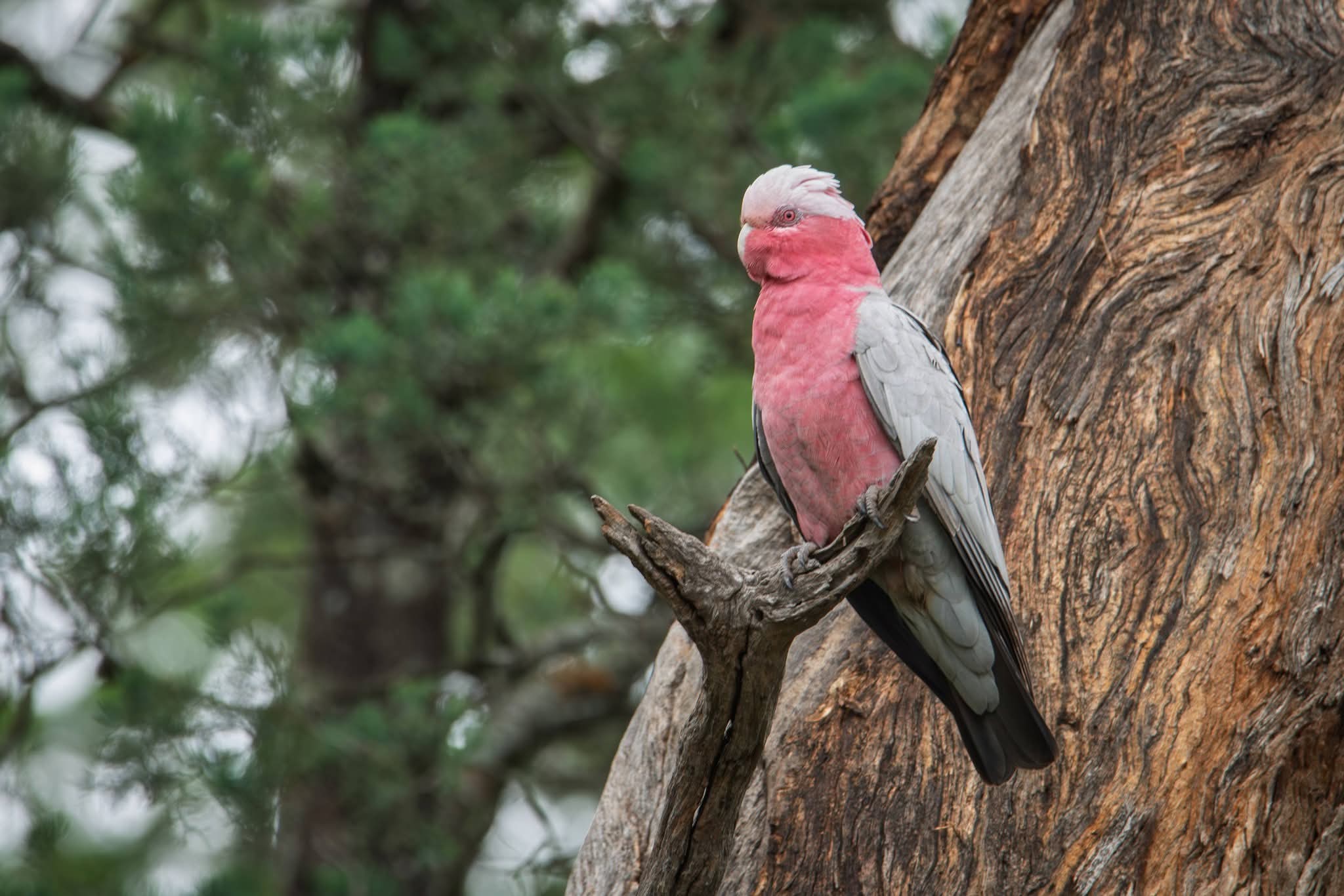 The Art of Bird Photography: More Than Just a Picture